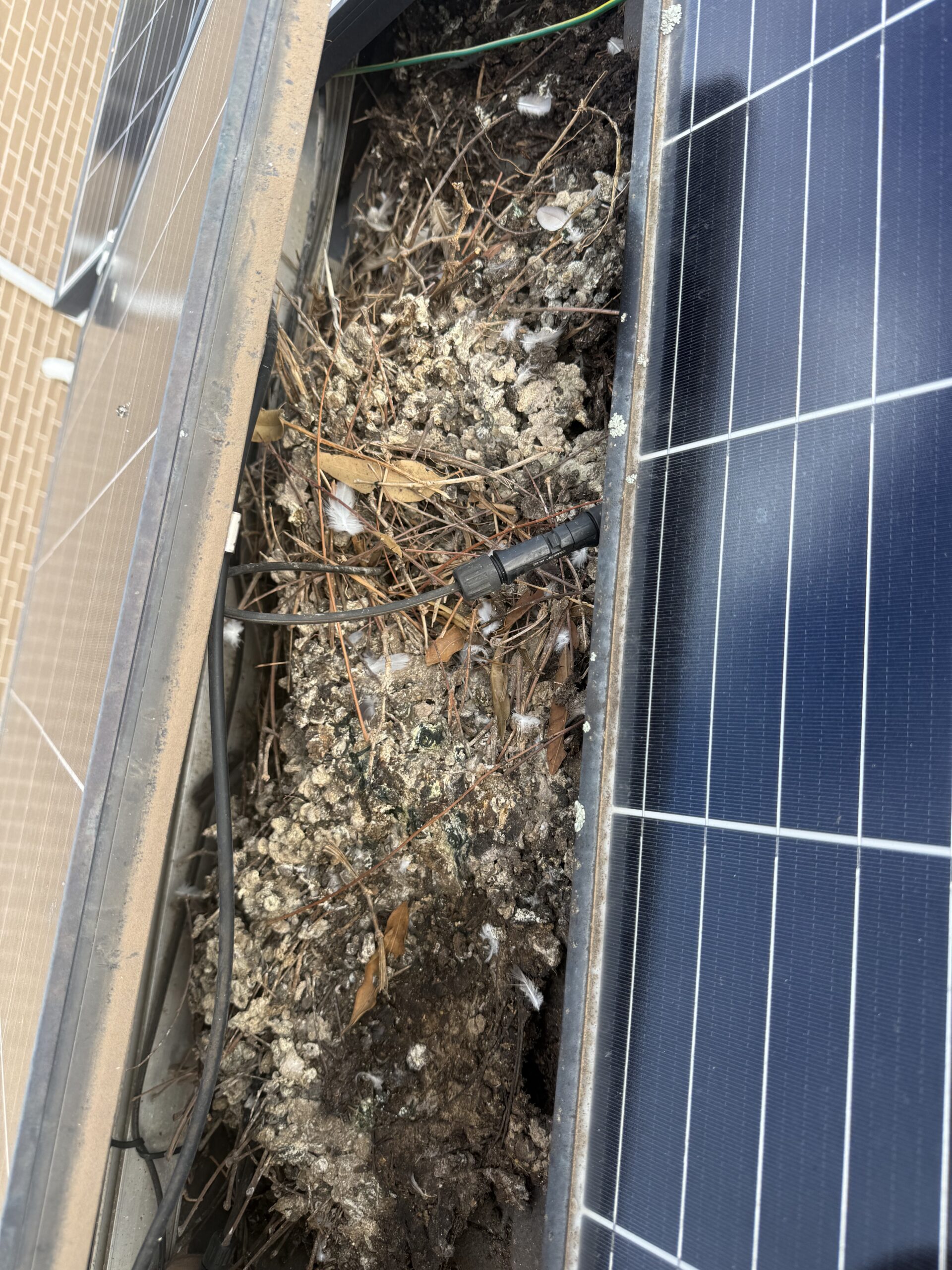 Pigeon nest under solar panels Sydney